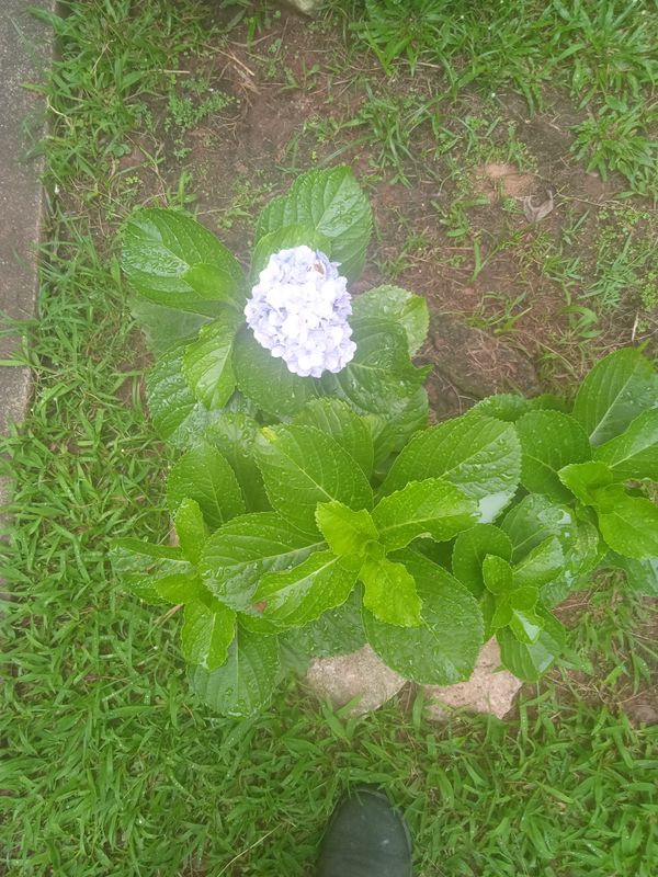 Identificação da planta Hortênsia por foto