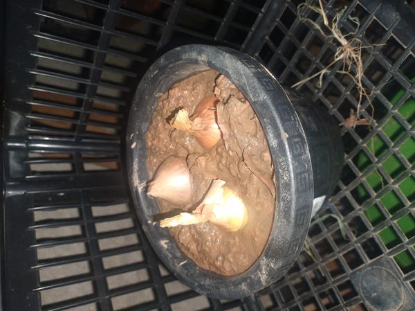 Identificação da planta Cebola por foto