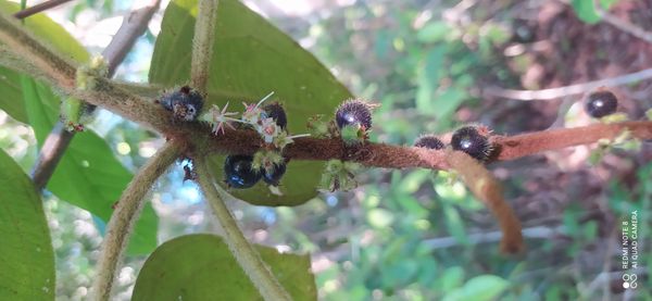 Identificação da planta Groselha-preta por foto