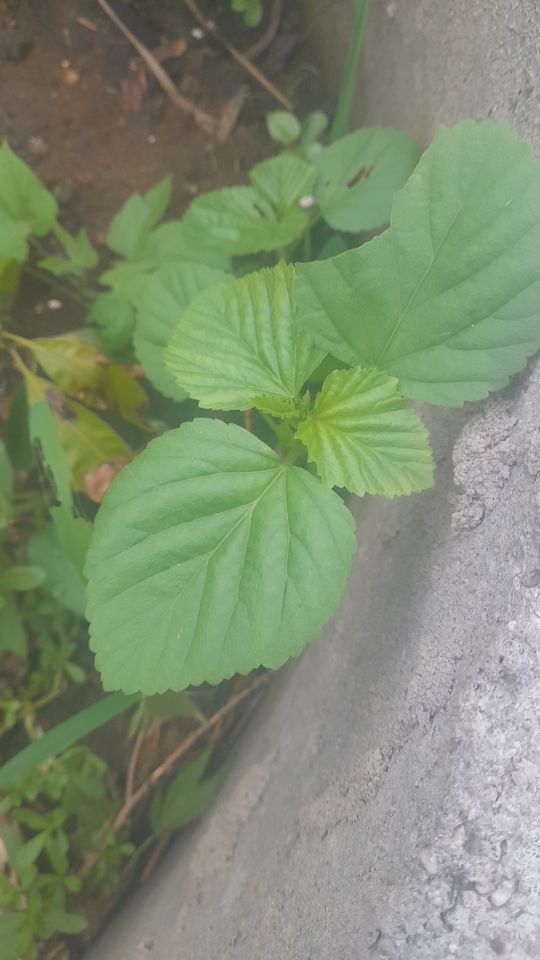 Identificação da planta Malva-branca por foto
