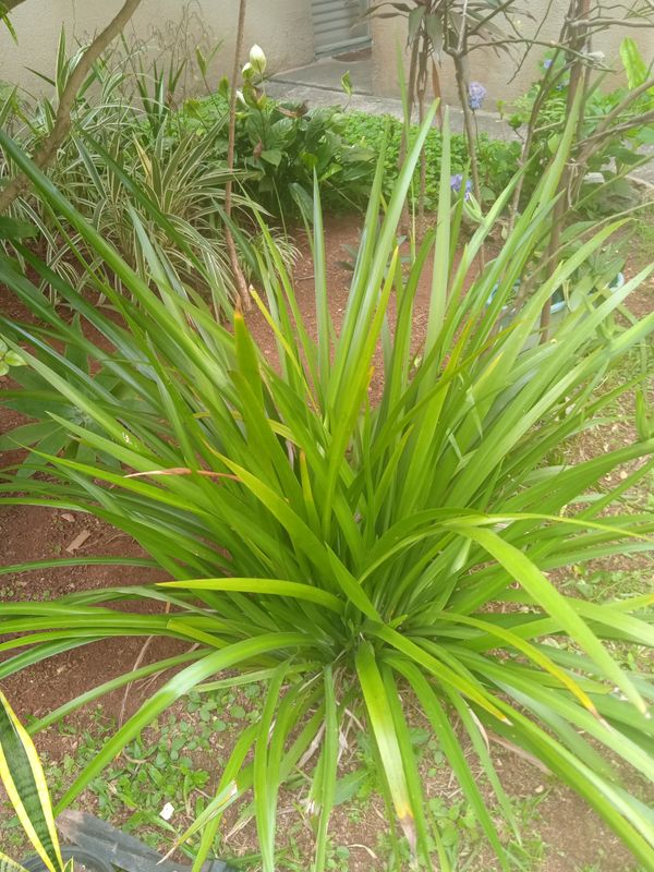 Identificação da planta Capim-amarillo por foto