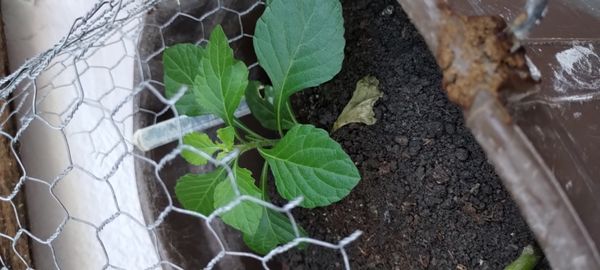 Identificação da planta Mentrasto por foto