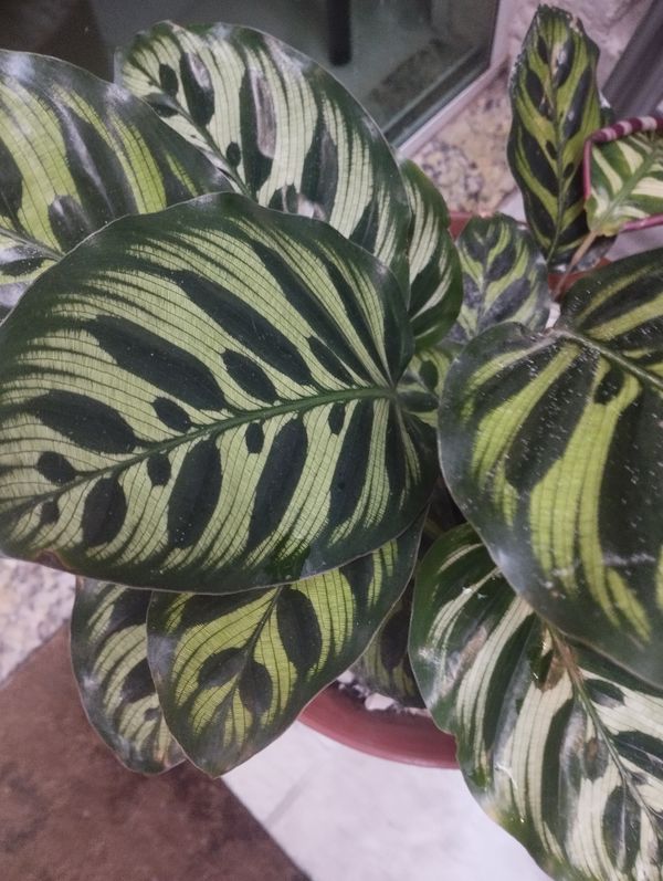 Identificação da planta Maranta-zebrada por foto