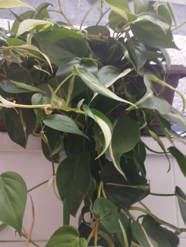 Identificação da planta Filodendro Brasil por foto