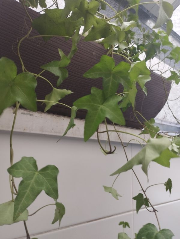 Identificação da planta Hera-do-cabo por foto