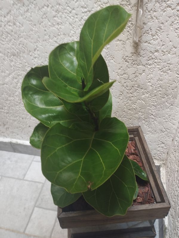 Identificação da planta Figueira-lira por foto