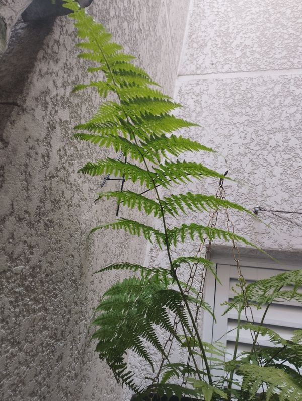 Identificação da planta Samambaia do brejo por foto