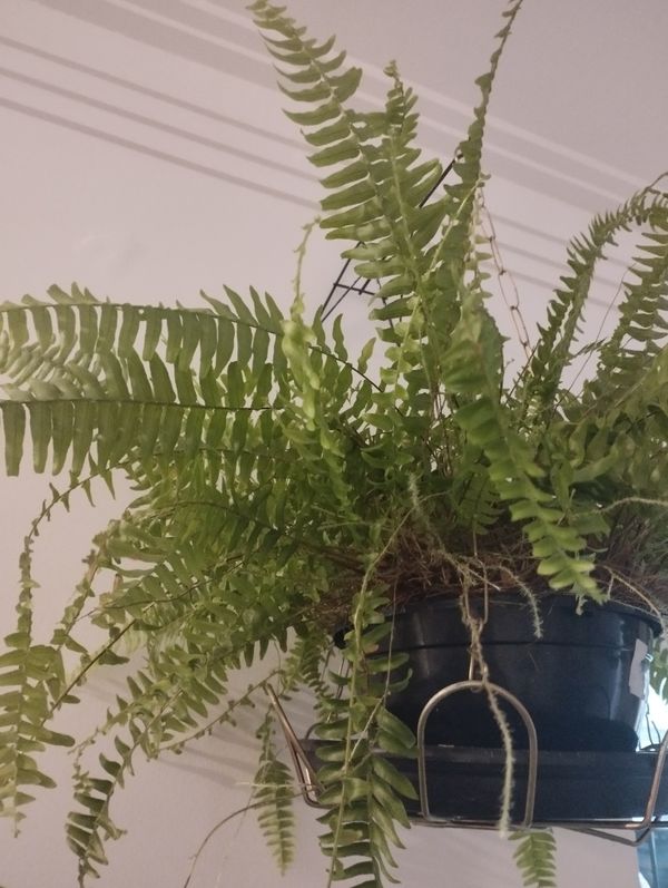 Identificação da planta Samambaia por foto