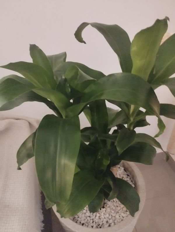 Identificação da planta Pau-d'água por foto