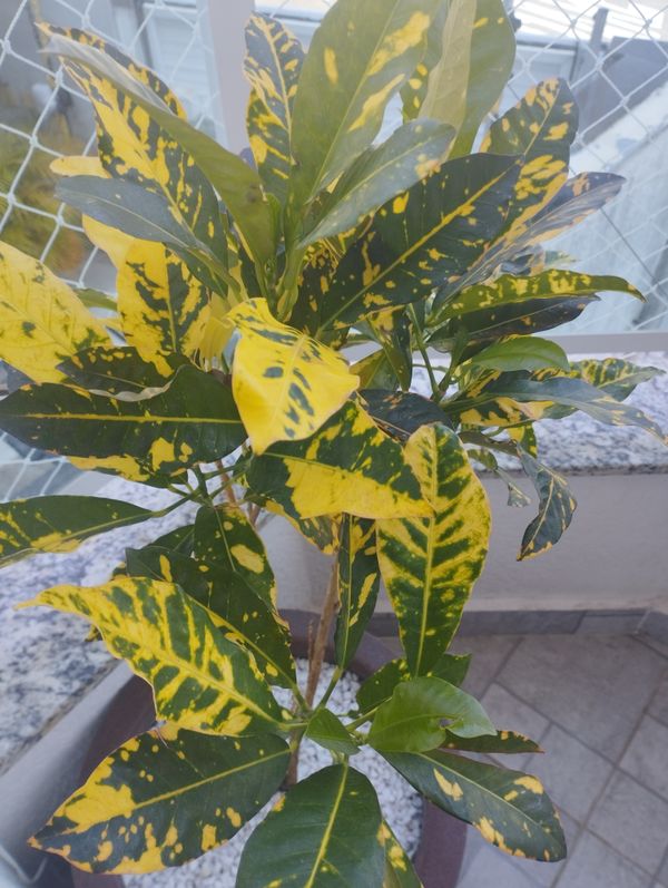 Identificação da planta Cróton por foto