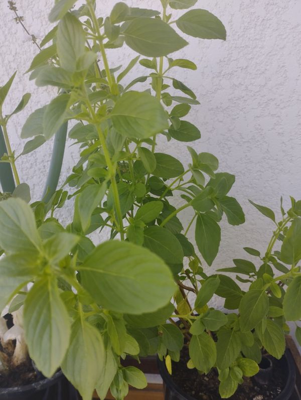 Identificação da planta Manjericão por foto