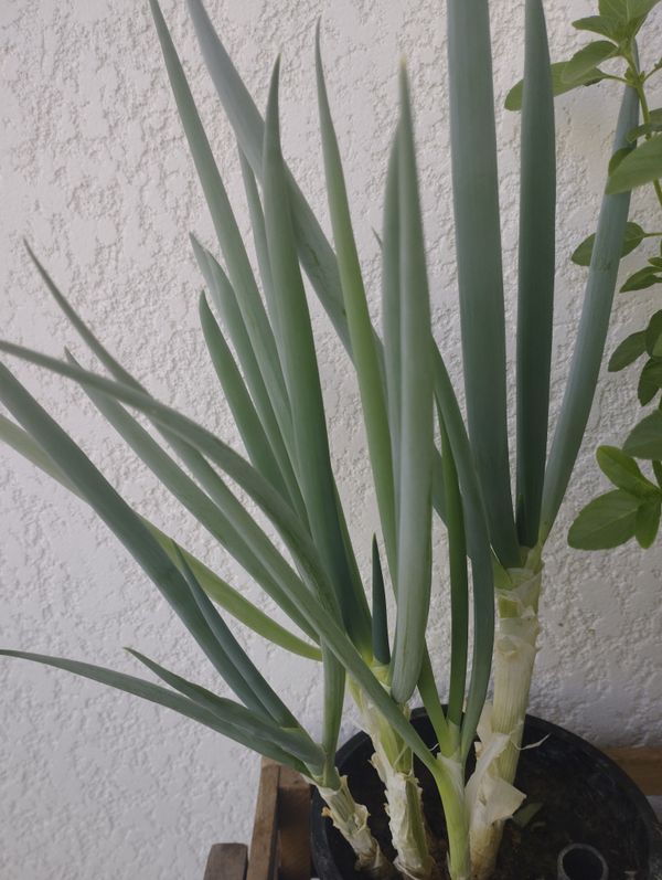 Identificação da planta Cebolinha por foto