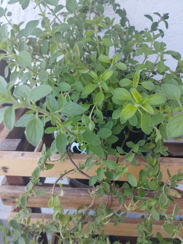 Identificação da planta Manjerona por foto