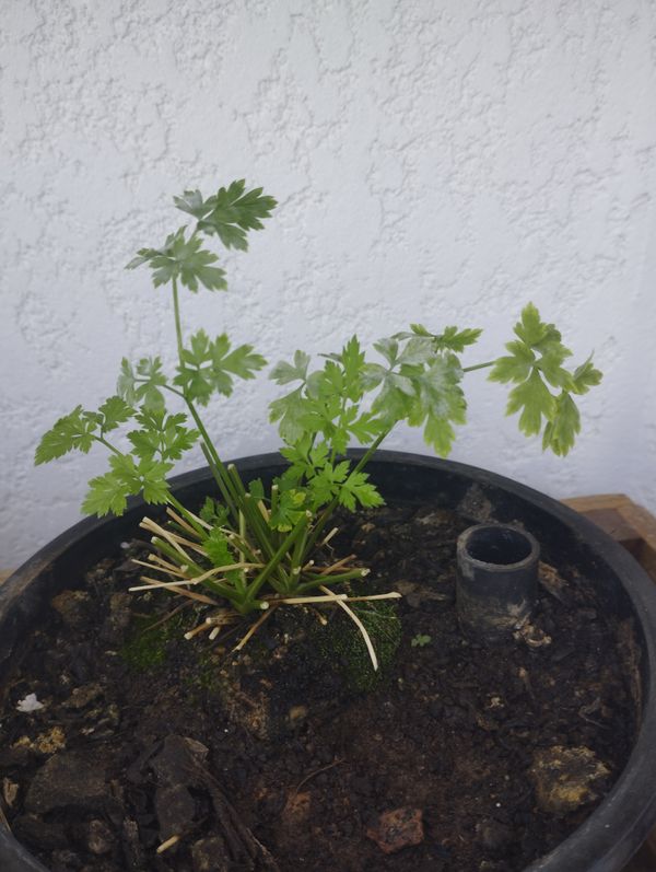 Identificação da planta Salsinha por foto