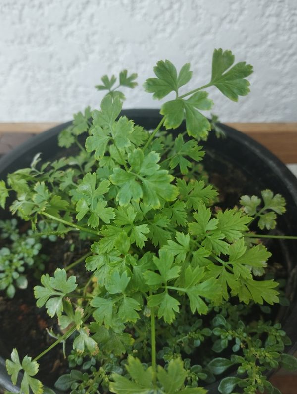 Identificação da planta Salsinha por foto