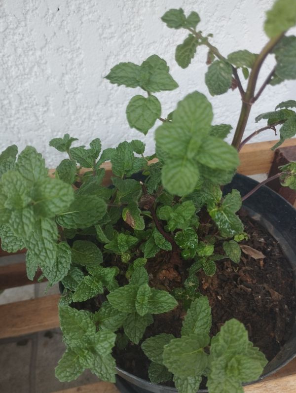 Identificação da planta Hortelã-verde por foto