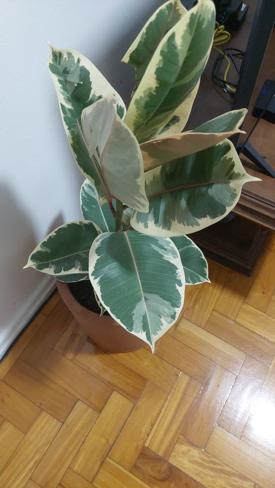 Identificação da planta Figueira-benjamim por foto