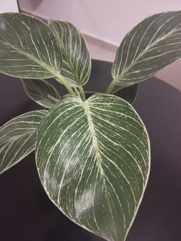 Identificação da planta Maranta-zebrada por foto