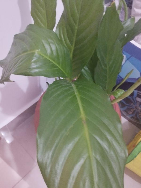 Identificação da planta Como cuida do lirio por foto