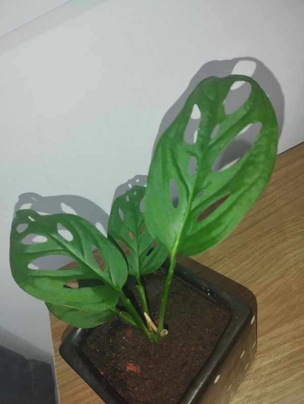 Identificação da planta Costela de Eva por foto