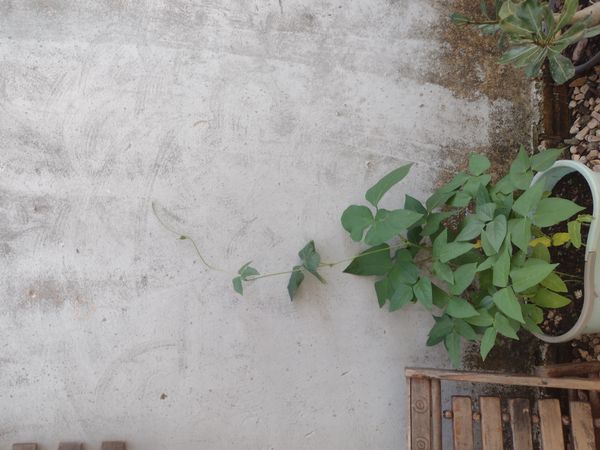 Identificação da planta Ervilha-do-mato por foto