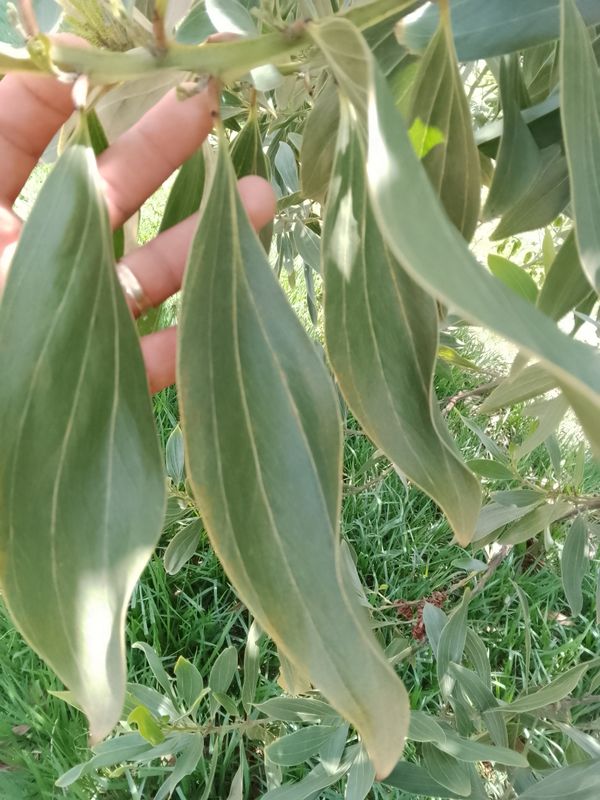 Identificação da planta Acácia por foto