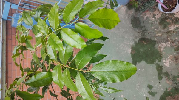 Identificação da planta Mulungu-do-litoral por foto