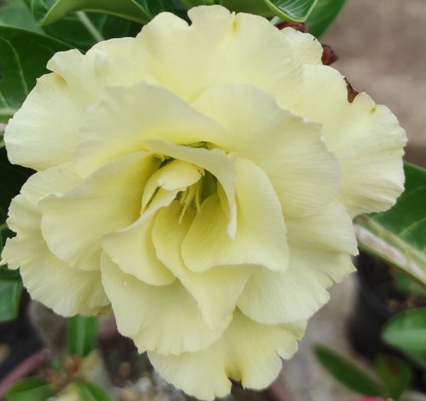 Identificação da planta Rosa do deserto por foto