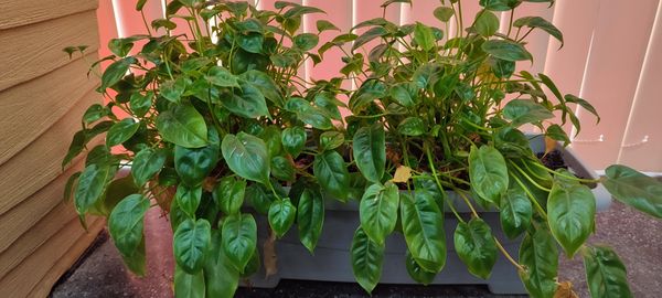 Identificação da planta Imbé por foto
