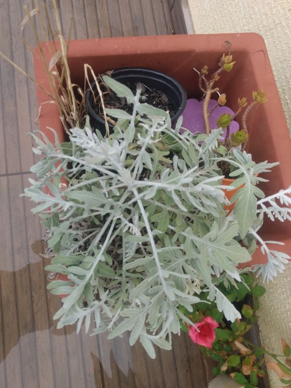 Identificação da planta Pó de Prata por foto