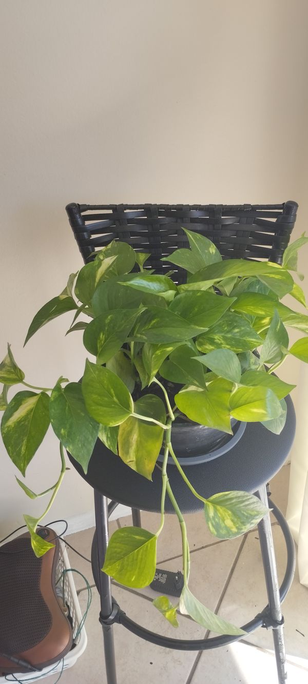 Identificação da planta Jiboia por foto