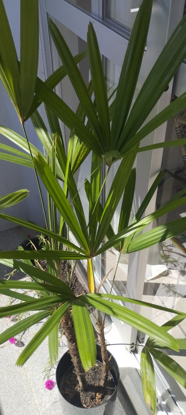 Identificação da planta Palmeira-ráfis por foto