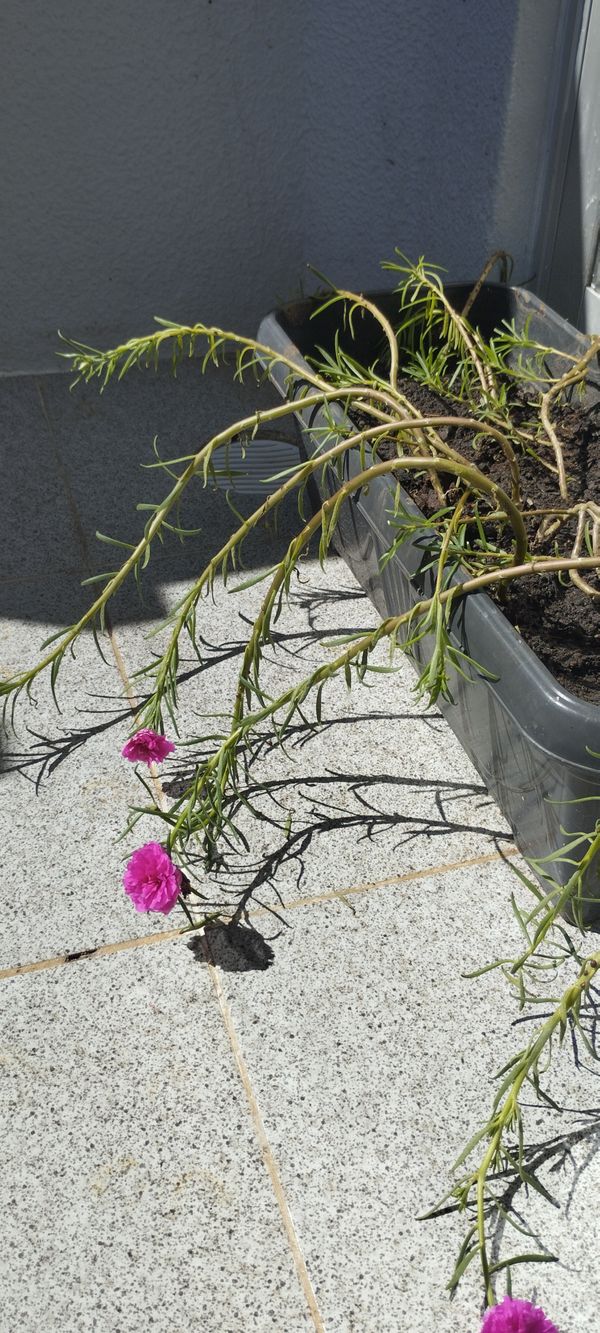 Identificação da planta Onze-horas por foto