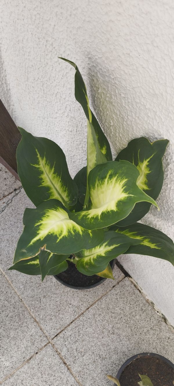 Identificação da planta Comigo-ninguém-pode por foto