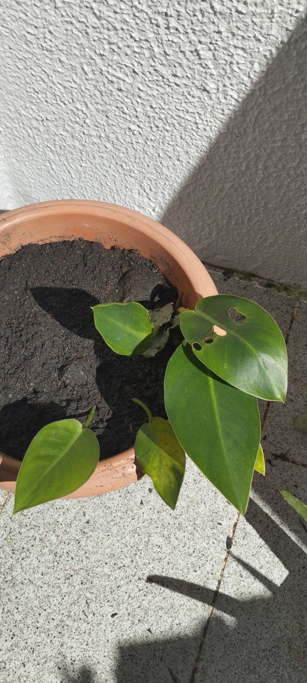 Identificação da planta Pacová por foto