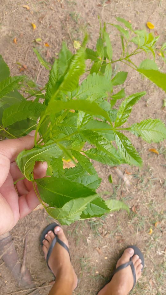 Identificação da planta Ipê-de-jardim por foto