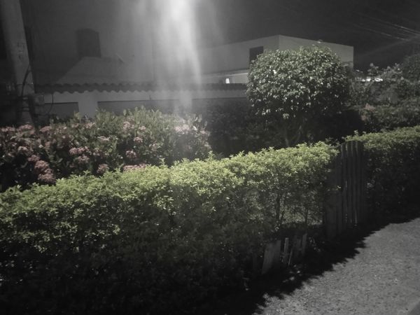 Identificação da planta Cola-navalha por foto
