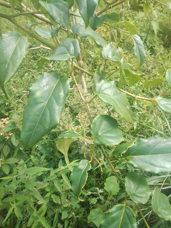 Identificação da planta Maracujá-do-mato por foto