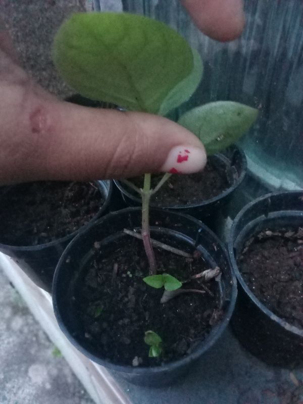 Identificação da planta Pimenta por foto