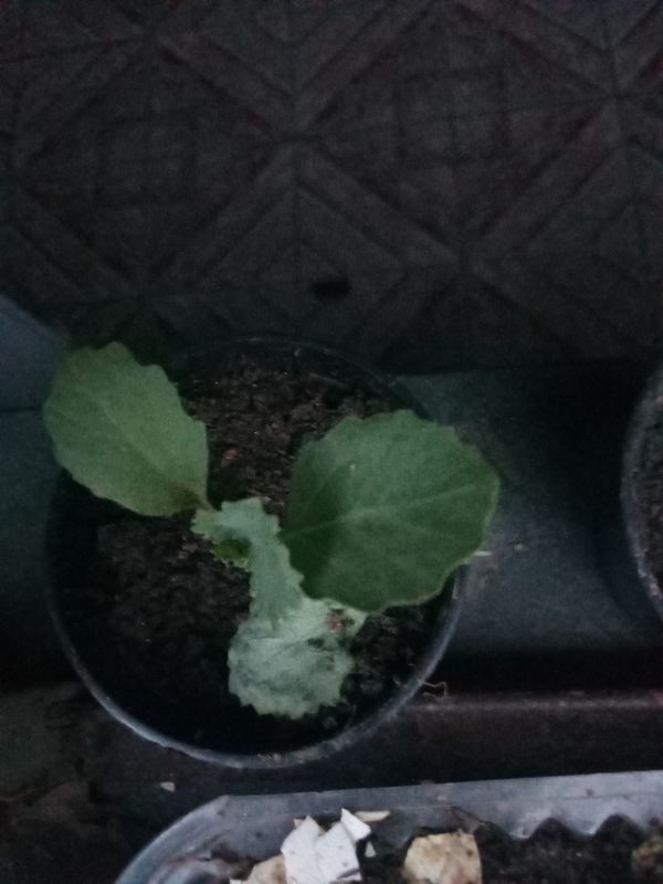 Identificação da planta Árvore-batata por foto