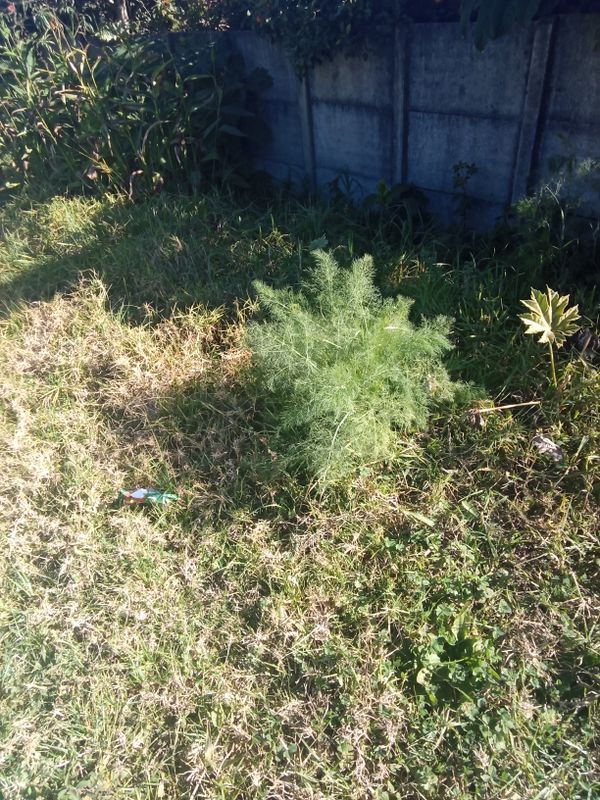 Identificação da planta Funcho por foto