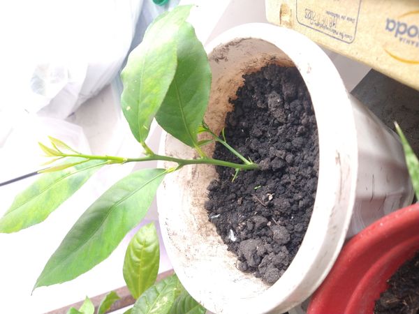 Identificação da planta Limão siciliano por foto