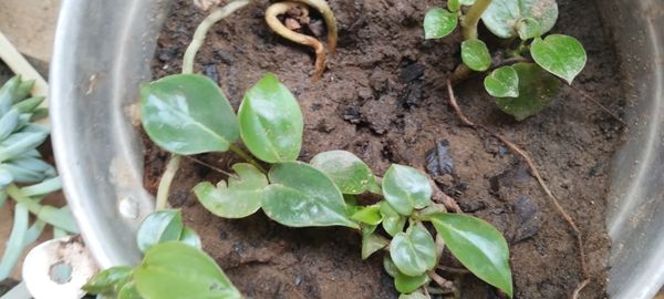 Identificação da planta Peperômia por foto