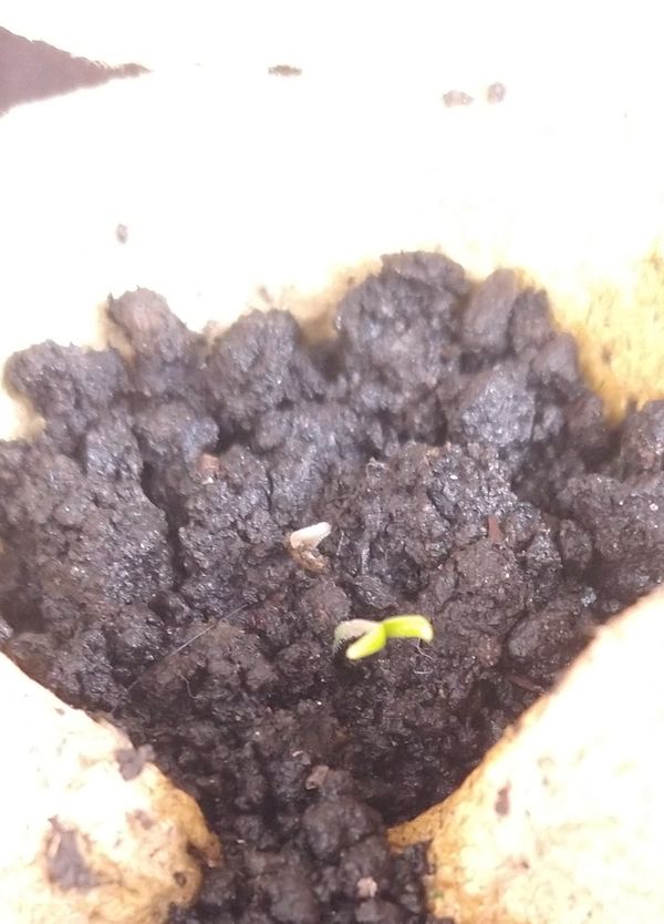 Identificação da planta Pedra-viva por foto