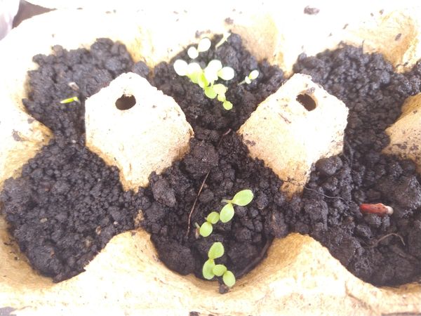 Identificação da planta Alface por foto