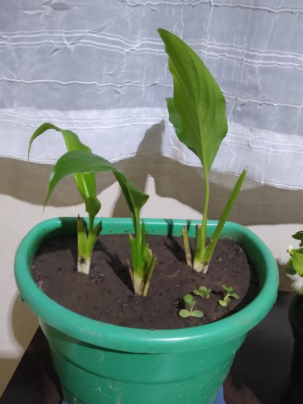 Identificação da planta Como cuida do lirio por foto