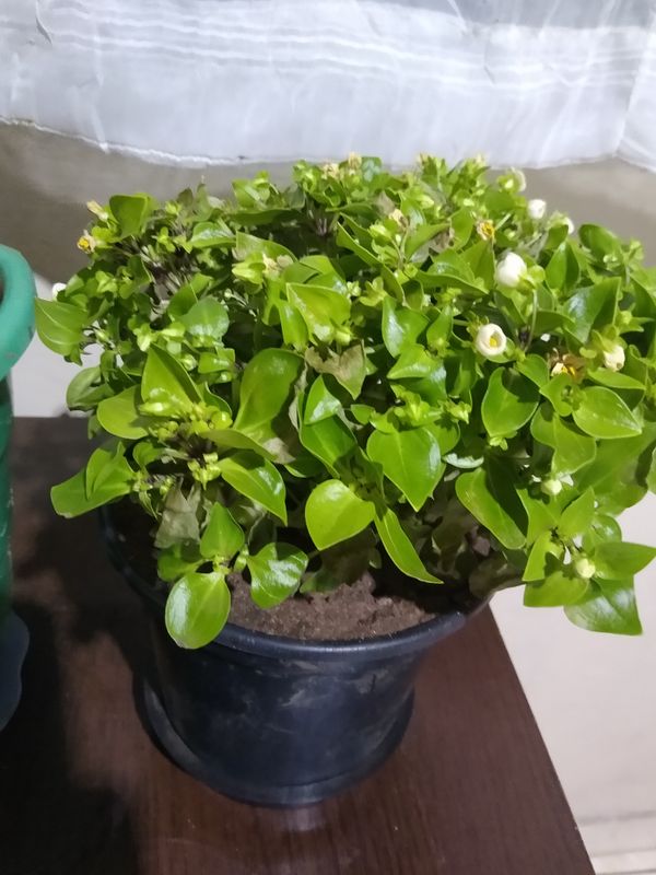 Identificação da planta Violeta-de-persa por foto