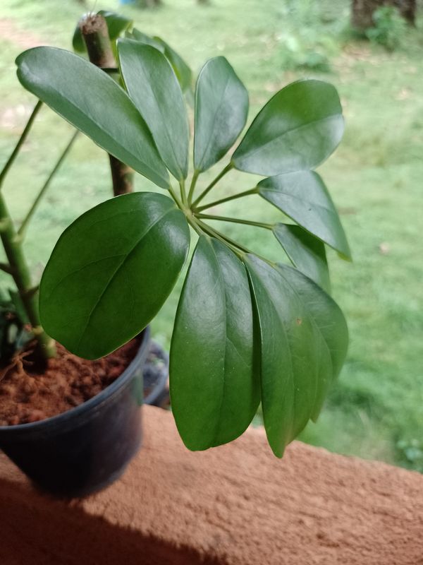 Identificação da planta Cheflera por foto