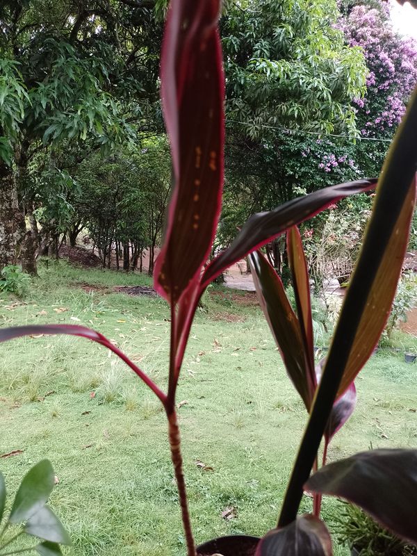 Identificação da planta Dracena por foto