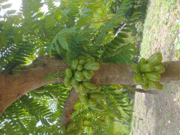 Identificação da planta Bilimbi por foto